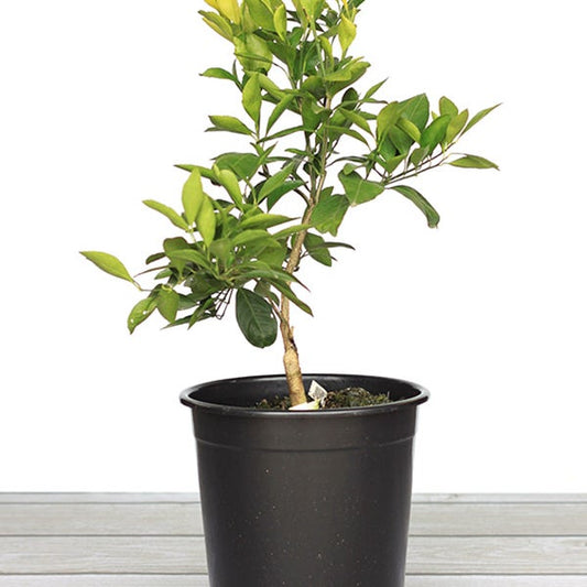 Owari Satsuma Mandarin Semi-Dwarf