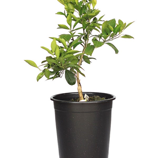 Owari Satsuma Mandarin Semi-Dwarf