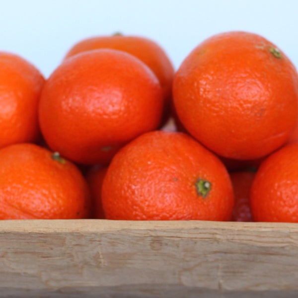 Owari Satsuma Mandarin Semi-Dwarf
