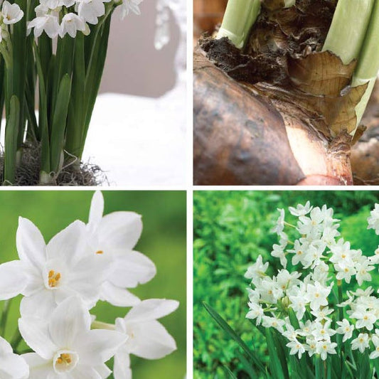 Longfield Gardens Narcissus ‘Ziva’ Paperwhites, 60 Bulbs