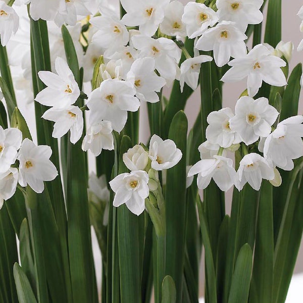 Longfield Gardens Narcissus ‘Ziva’ Paperwhites, 60 Bulbs