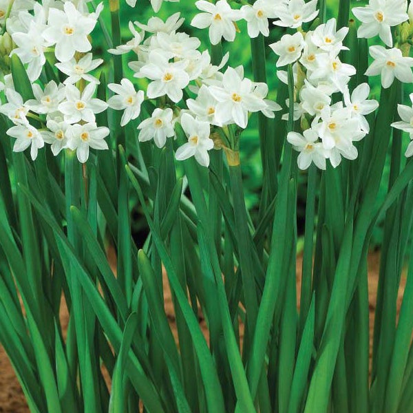 Longfield Gardens Narcissus ‘Ziva’ Paperwhites, 60 Bulbs