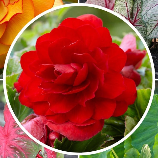 Pre-Order Longfield Gardens Shade Loving Bulb Collection