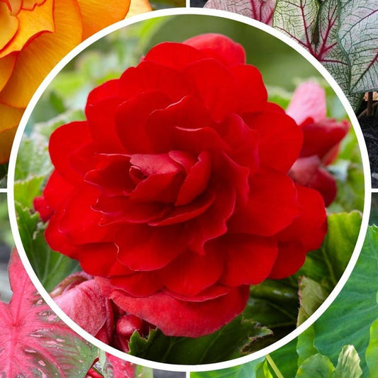 Pre-Order Longfield Gardens Shade Loving Bulb Collection