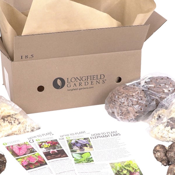 Pre-Order Longfield Gardens Shade Loving Bulb Collection