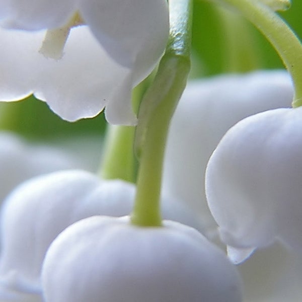 Pre-Order Longfield Gardens Lily of the Valley, 48 Plants
