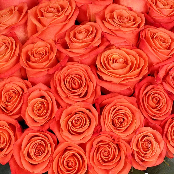 50-stem Orange Roses