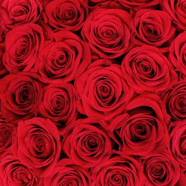 50-stem Red Roses