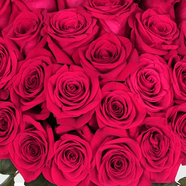 50-stem Hot Pink Roses