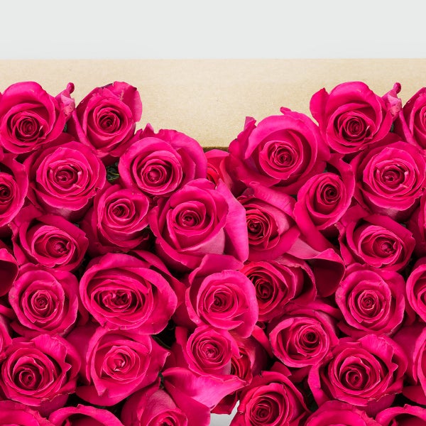 50-stem Hot Pink Roses