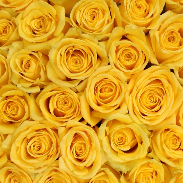 50-stem Yellow Roses