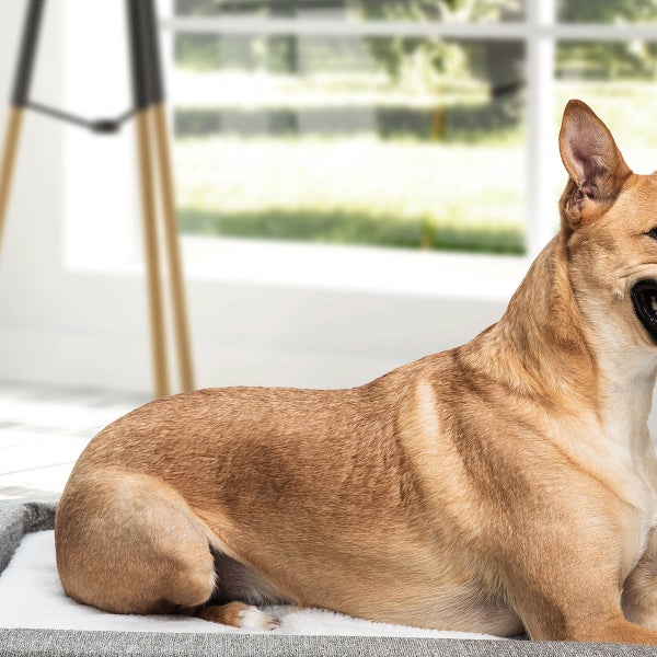 Molecule Air-engineered Dog Bed, Medium