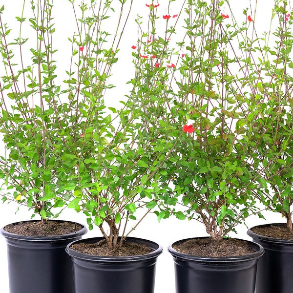Alder & Oak Salvia Hot Lips, 4-pack