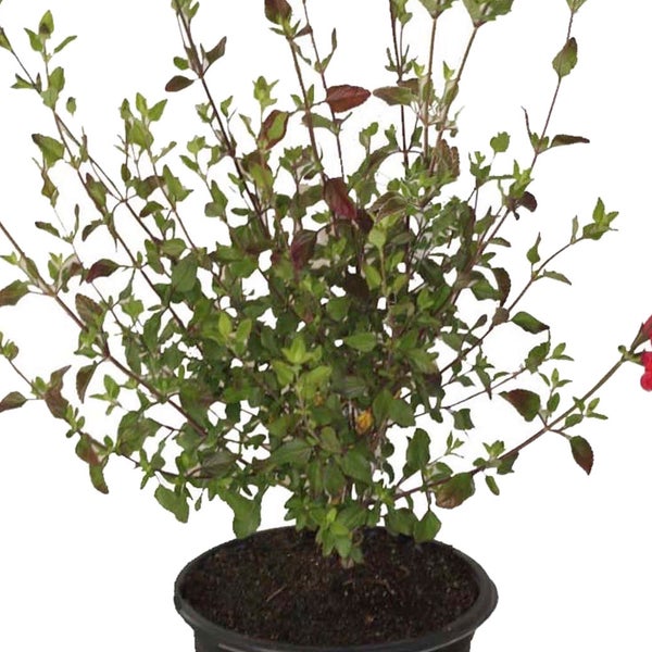 Alder & Oak Salvia Hot Lips, 4-pack