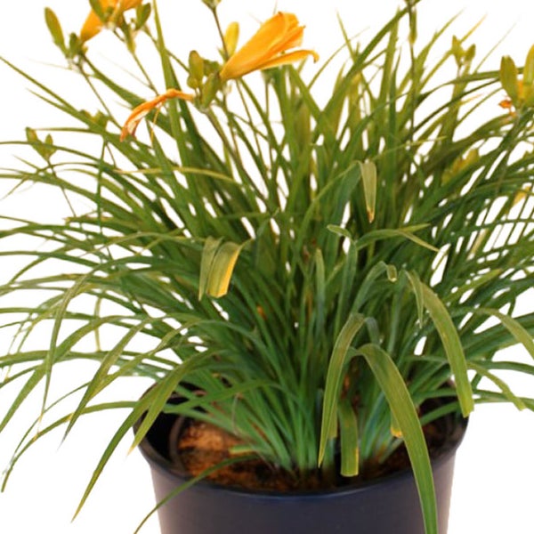 Daylily Stella De Oro, 3-pack