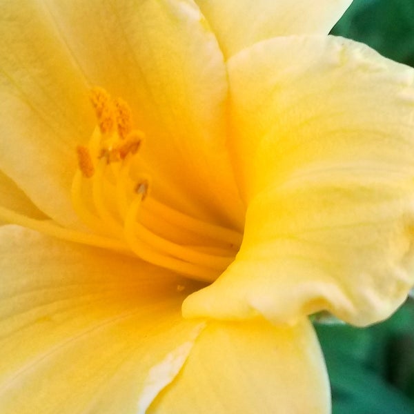 Daylily Stella De Oro, 3-pack