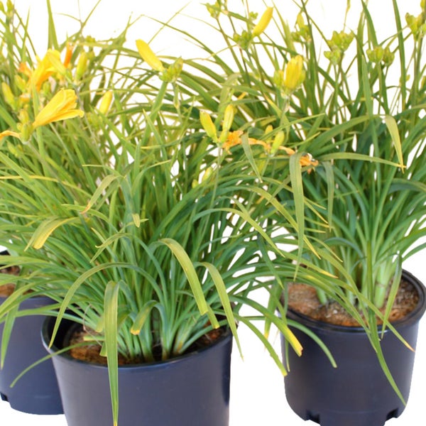 Daylily Stella De Oro, 3-pack