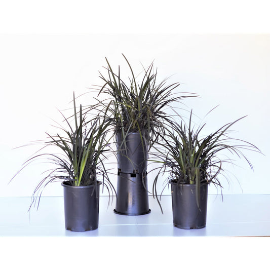 Ophiopogon 'Black Mondo' Plant, 3-pack