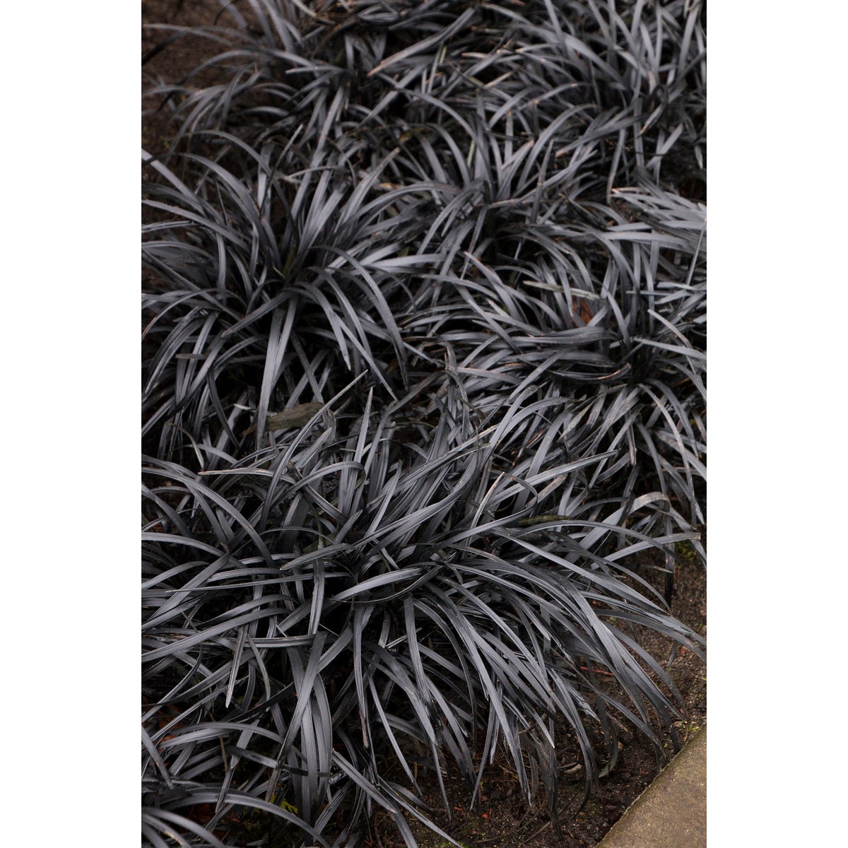 Ophiopogon 'Black Mondo' Plant, 3-pack