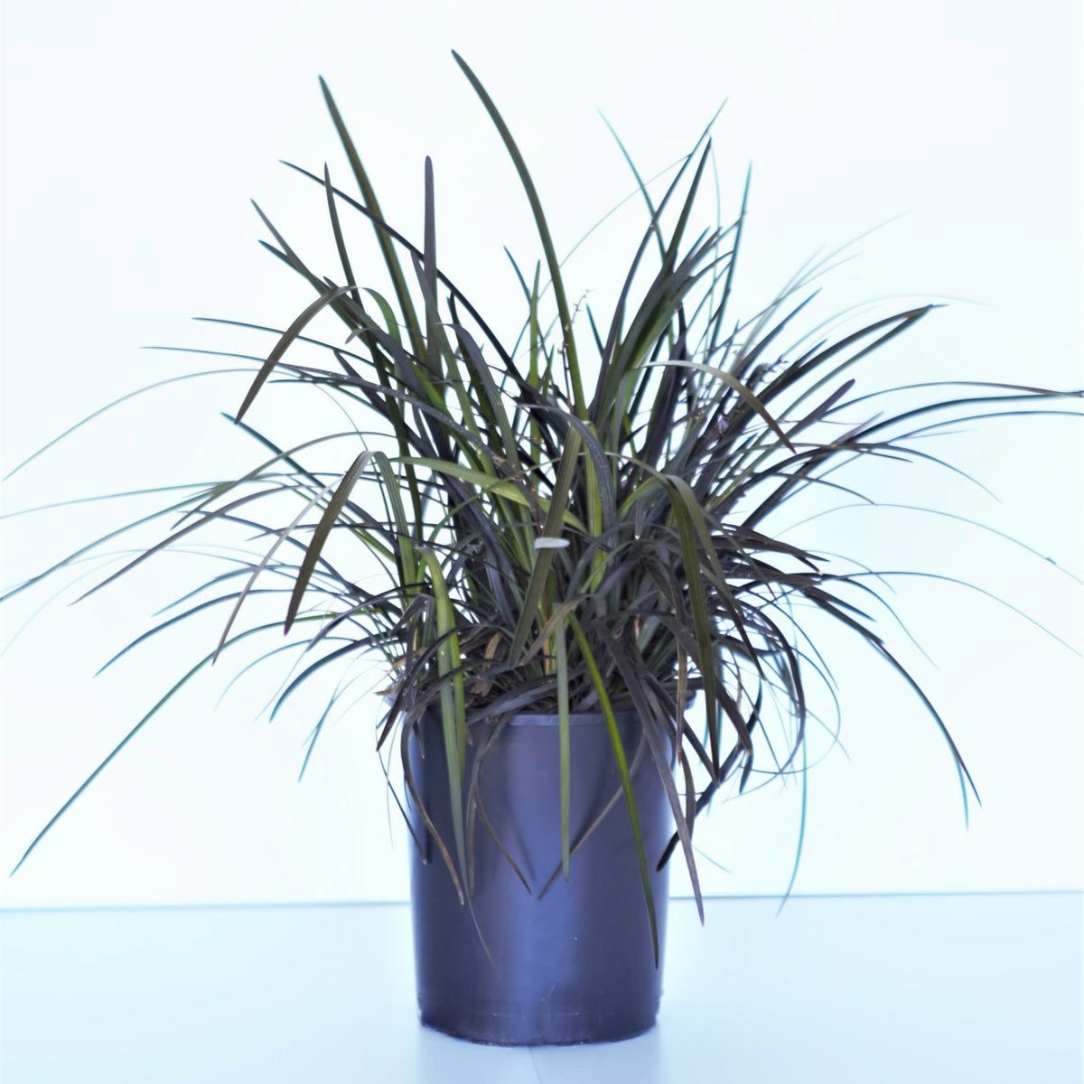 Ophiopogon 'Black Mondo' Plant, 3-pack