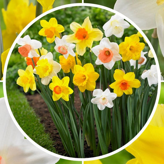 Longfield Gardens Big Blooming Daffodils, 100 count