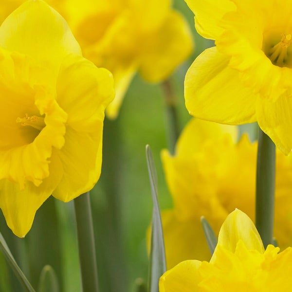 Longfield Gardens Big Blooming Daffodils, 100 count