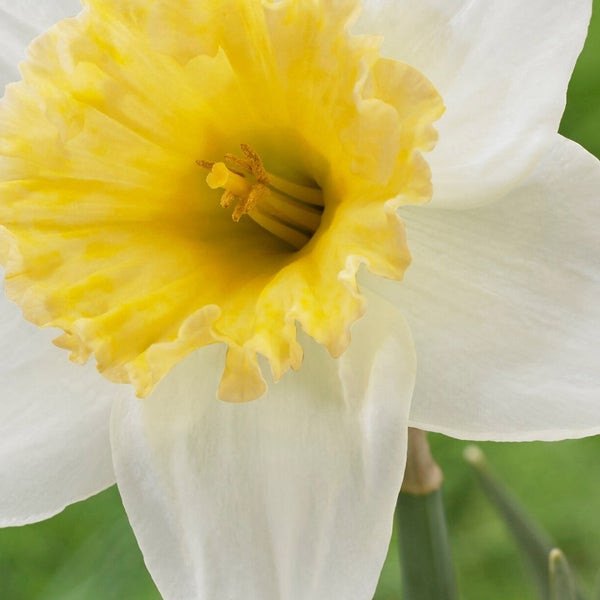 Longfield Gardens Big Blooming Daffodils, 100 count