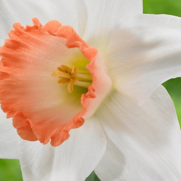 Longfield Gardens Big Blooming Daffodils, 100 count
