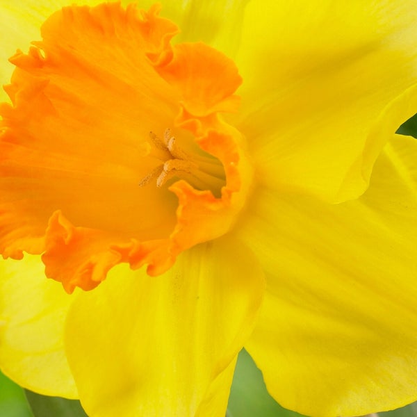 Longfield Gardens Big Blooming Daffodils, 100 count