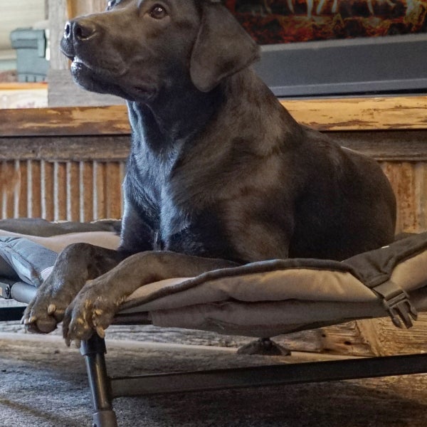 MOmarsh Home Cot Dog Bed