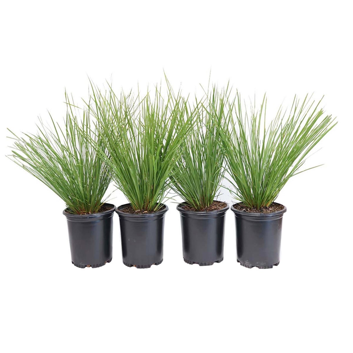 Alder & Oak Lomandra Breeze, 4-pack