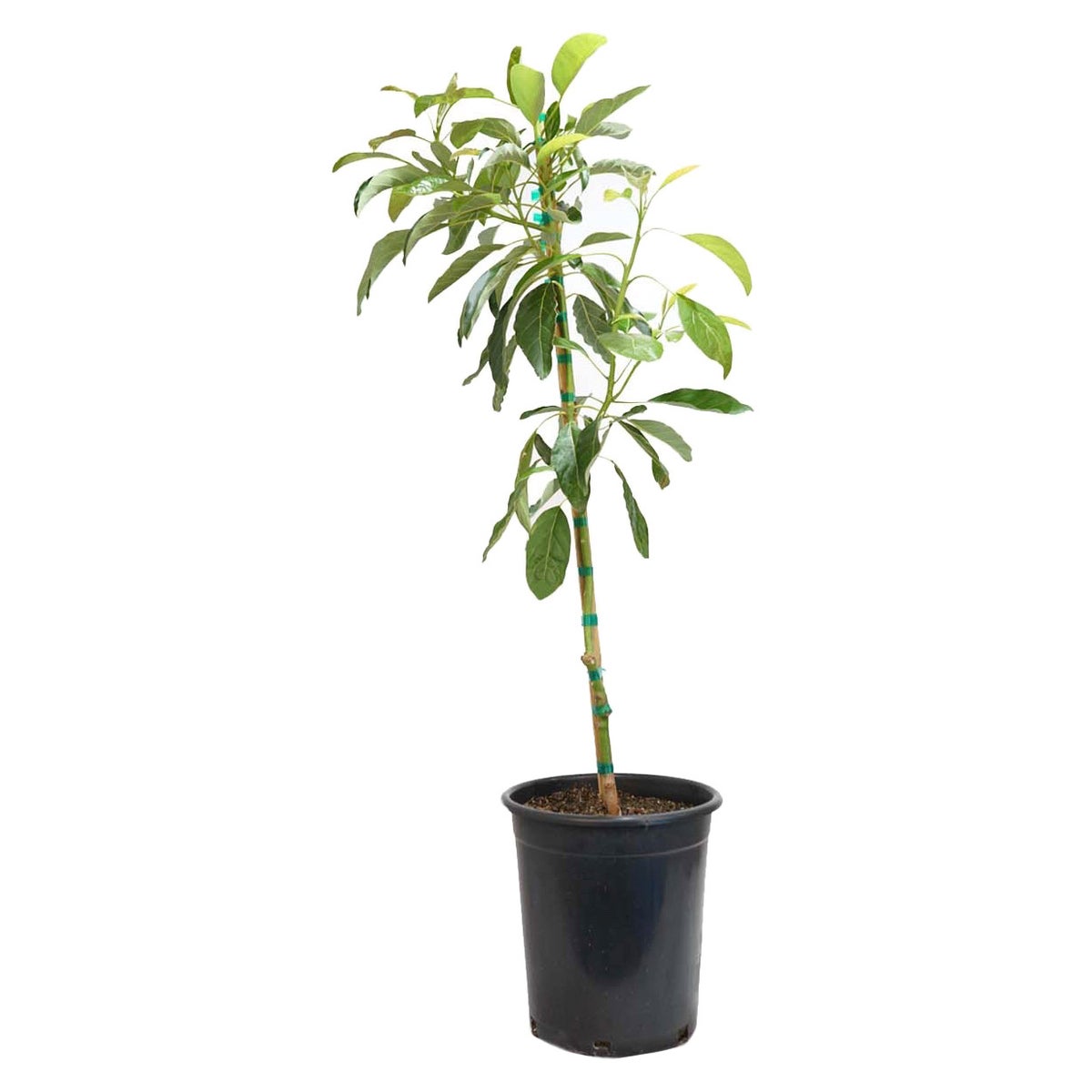 Alder & Oak Avocado Hass