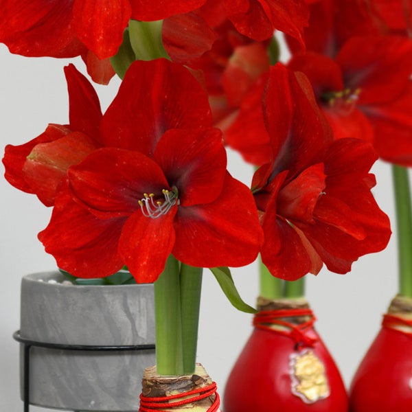 Bloomaker Waxed Amaryllis Bulbs 3-count Red Wax, Red Bloom, Dragon Charm