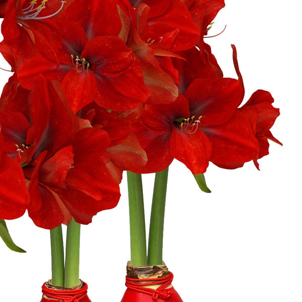 Bloomaker Waxed Amaryllis Bulbs 3-count Red Wax, Red Bloom, Dragon Charm