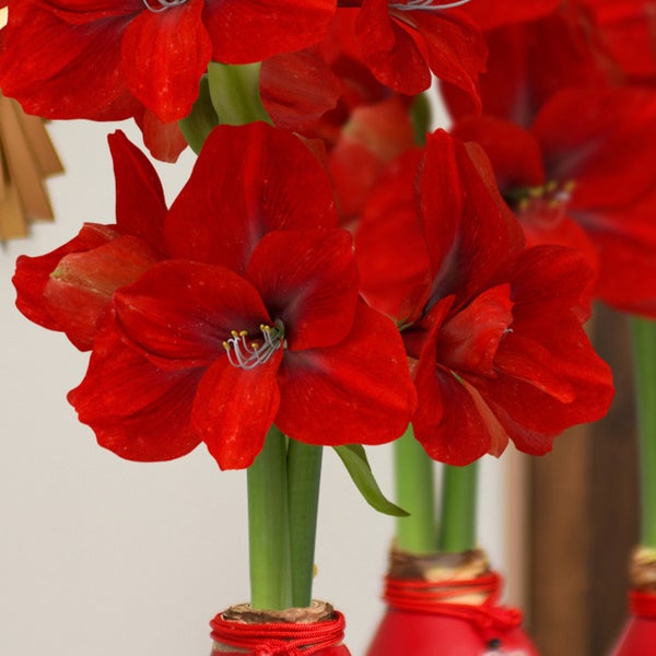 Bloomaker Waxed Amaryllis Bulbs 3-count Red Wax, Red Bloom, Dragon Charm