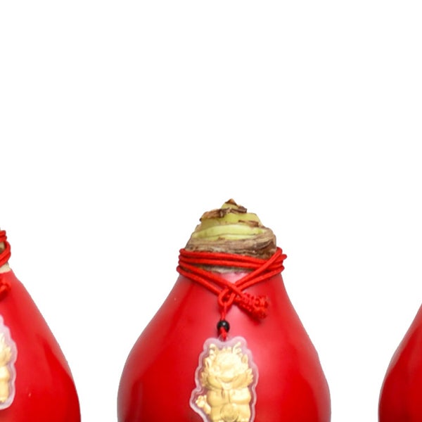 Bloomaker Waxed Amaryllis Bulbs 3-count Red Wax, Red Bloom, Dragon Charm