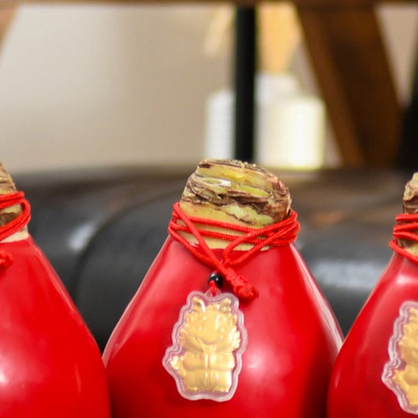Bloomaker Waxed Amaryllis Bulbs 3-count Red Wax, Red Bloom, Dragon Charm