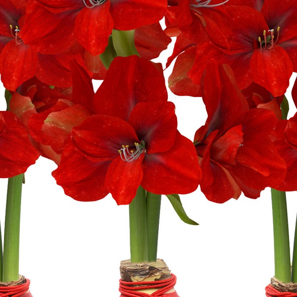 Bloomaker Waxed Amaryllis Bulbs 3-count Red Wax, Red Bloom, Dragon Charm