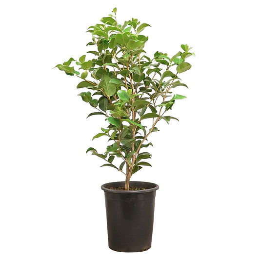 Camellia ‘Kramer’s Supreme’ (Red)