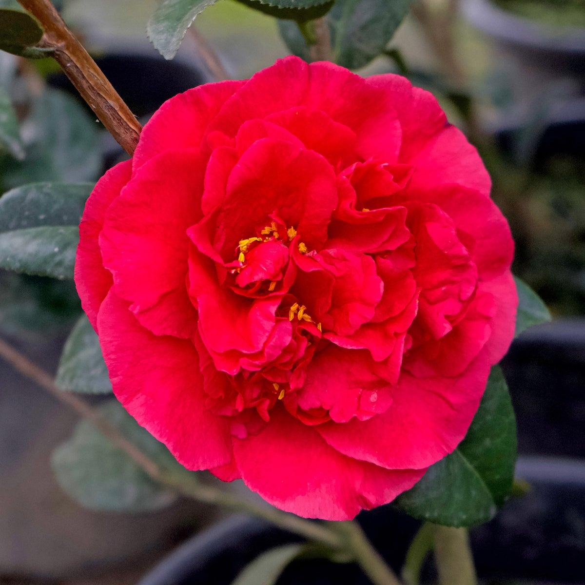 Camellia ‘Kramer’s Supreme’ (Red)