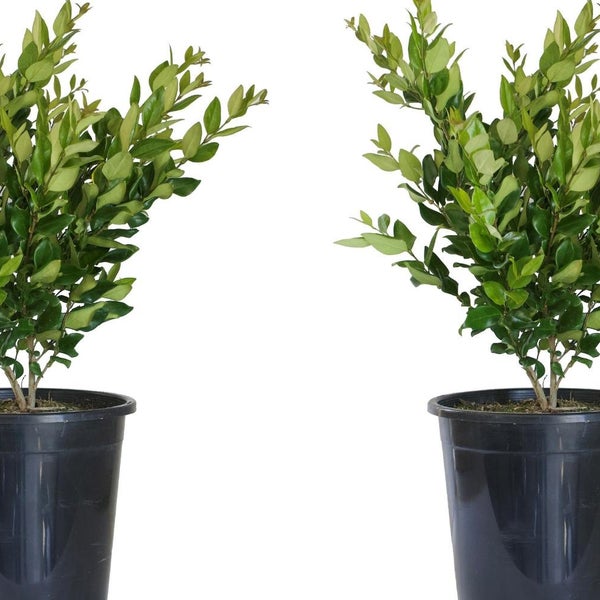 Alder & Oak Wax-Leaf Privet, 2-pack