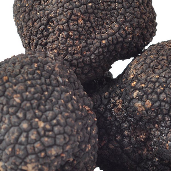 Fresh Summer Truffles 4 oz.