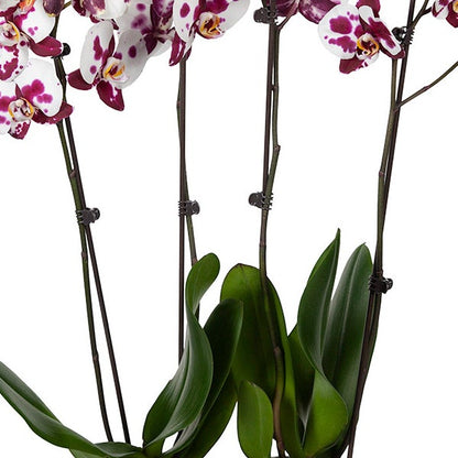 10" Phalaenopsis Orchid Duo