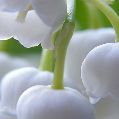 Pre-Order Longfield Gardens Lily of the Valley, 48 Plants