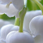 Pre-Order Longfield Gardens Lily of the Valley, 48 Plants