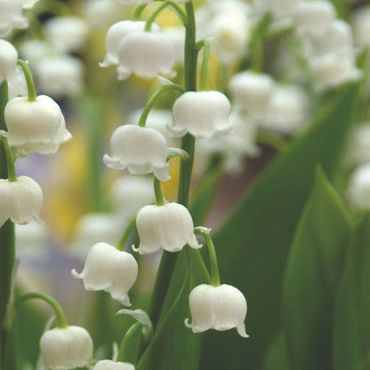 Pre-Order Longfield Gardens Lily of the Valley, 48 Plants