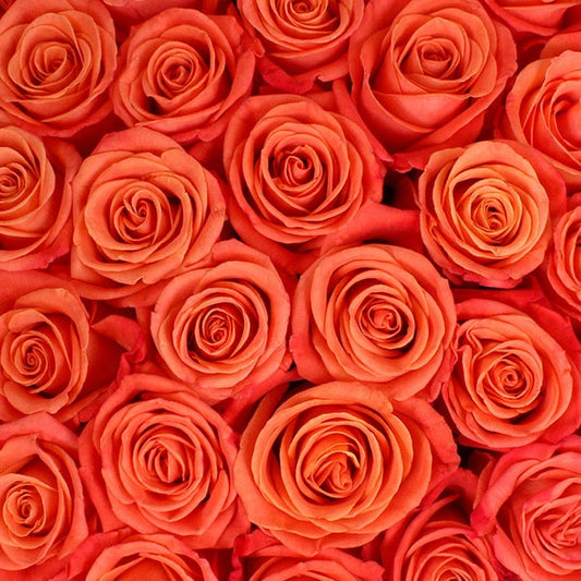 50-stem Orange Roses