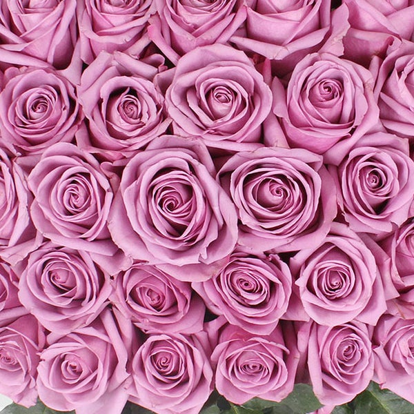 50-stem Lavender Roses