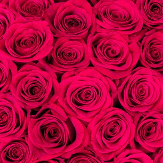 50-stem Hot Pink Roses