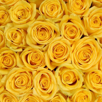 50-stem Yellow Roses